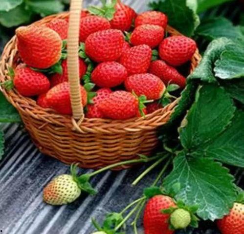 完整国产免费水莓100