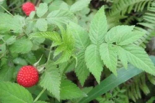 水莓100国产,探寻100国水莓种植奥秘